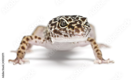 Leopard gecko, Eublepharis macularius
