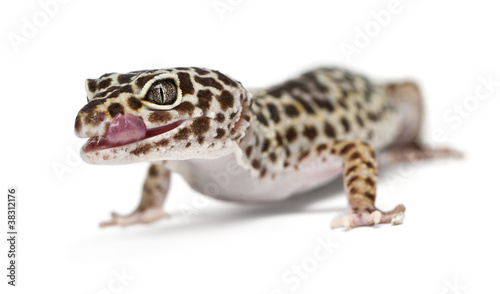 Leopard gecko, Eublepharis macularius © Eric Isselée