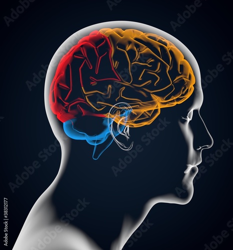 brain