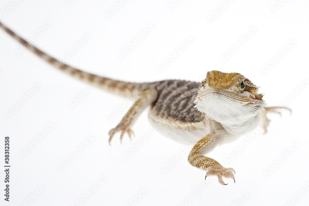 Naklejka premium Bearded dragon on white