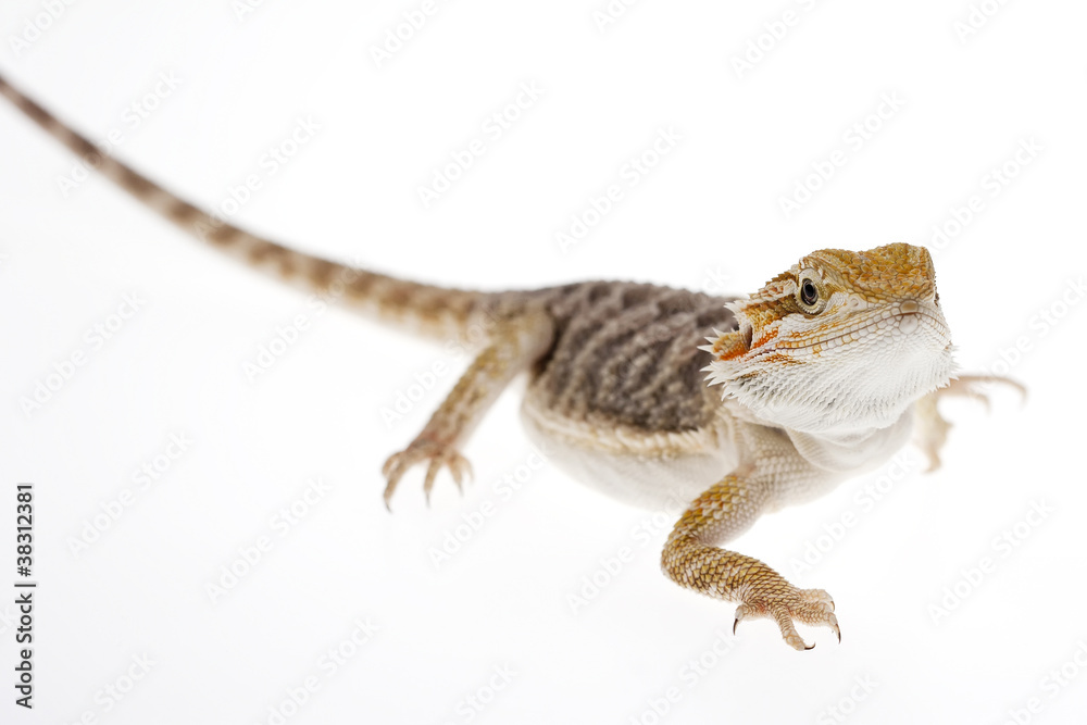 Obraz premium Bearded dragon on white background, minimalist image easy to cut out, lizard