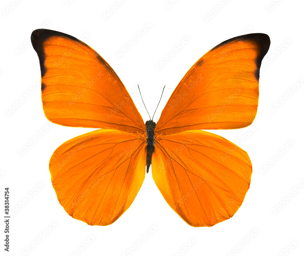 Fototapeta premium tropical bright orange butterfly
