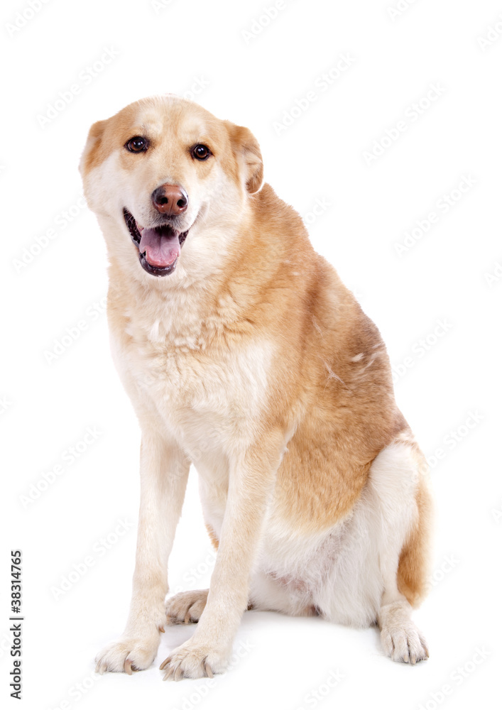 chien femelle assis sur fond blanc