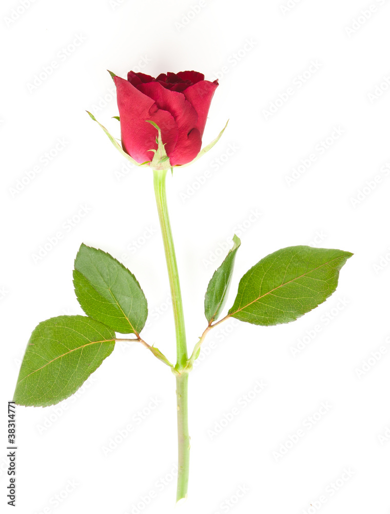 Red rose isolated on white background Red rose isolated on white background