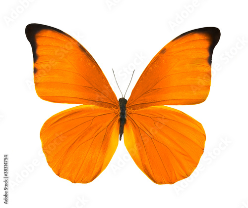 tropical bright orange butterfly