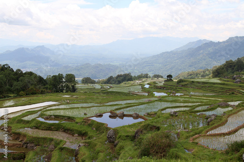 cultures en terrasses,sulawesi