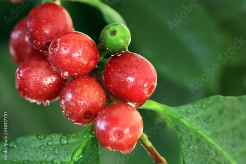 Kaffeekirschen, Früchte der Kaffeepflanze photo