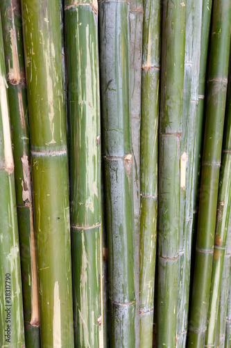 green bamboo stems are horizontal