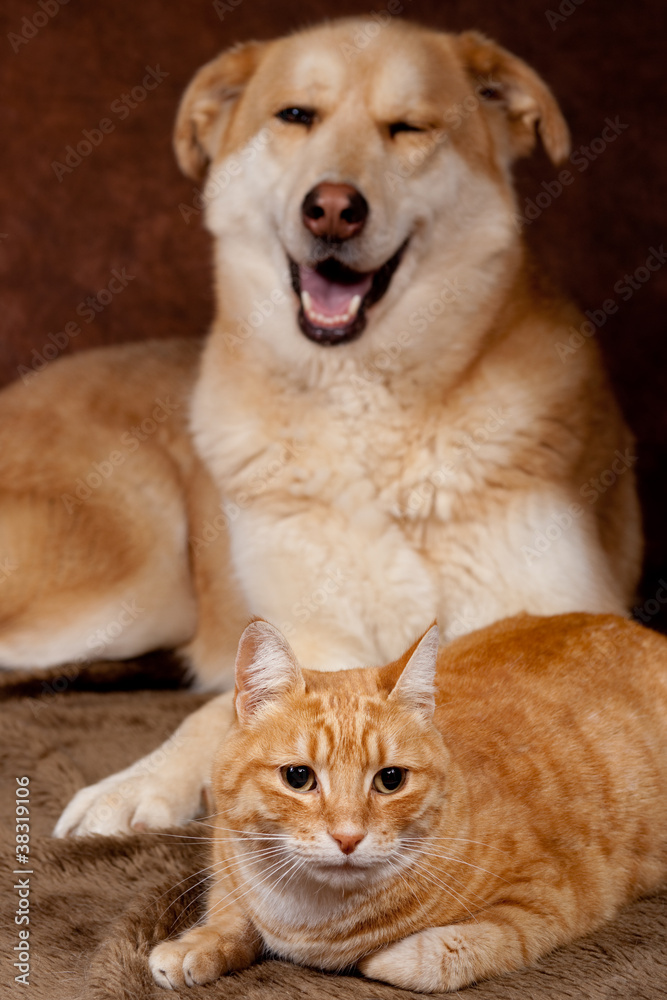 chat roux et chien