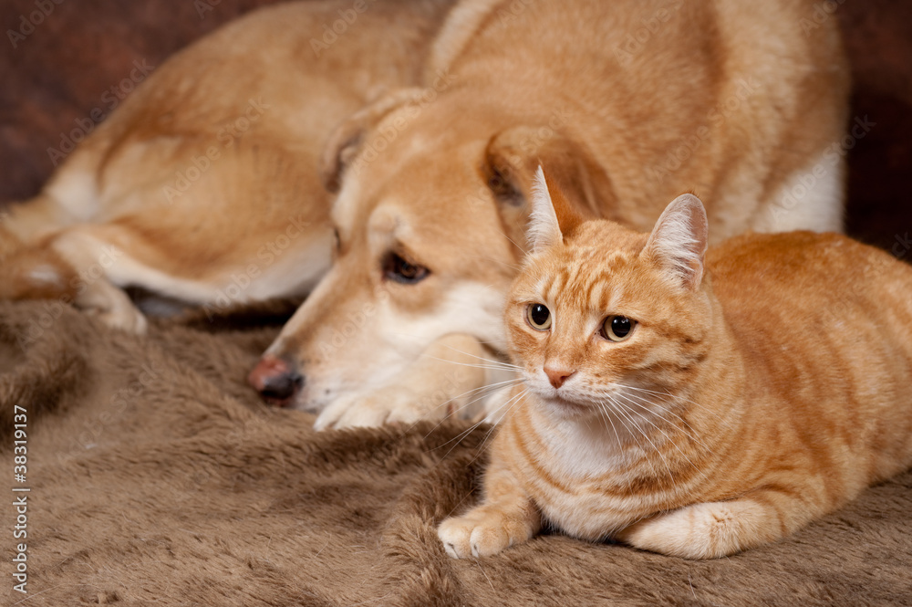 chat roux et chien chat roux et chien