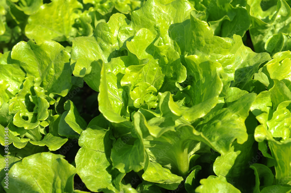 lettuce plant in field lettuce plant in field