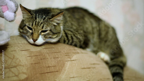 Senior cat (17 y.o.) sleepeng in the sofa. photo