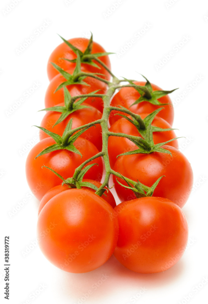 branch of the tomato