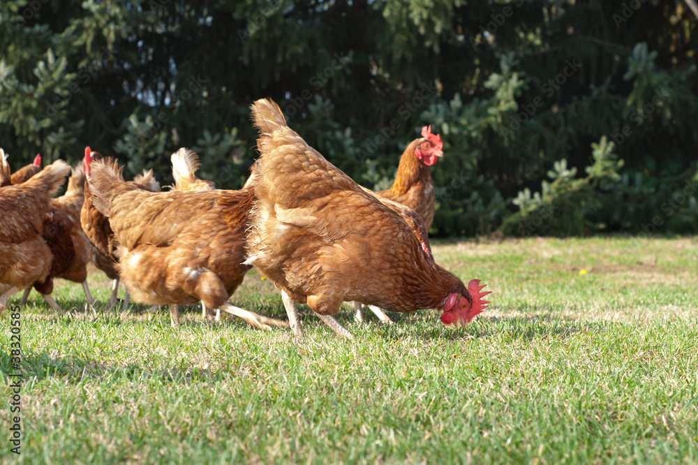 Obraz premium Hen outside in the meadow