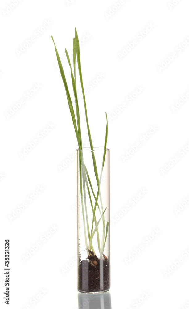Obraz premium Green grass growing in tube isolated on white