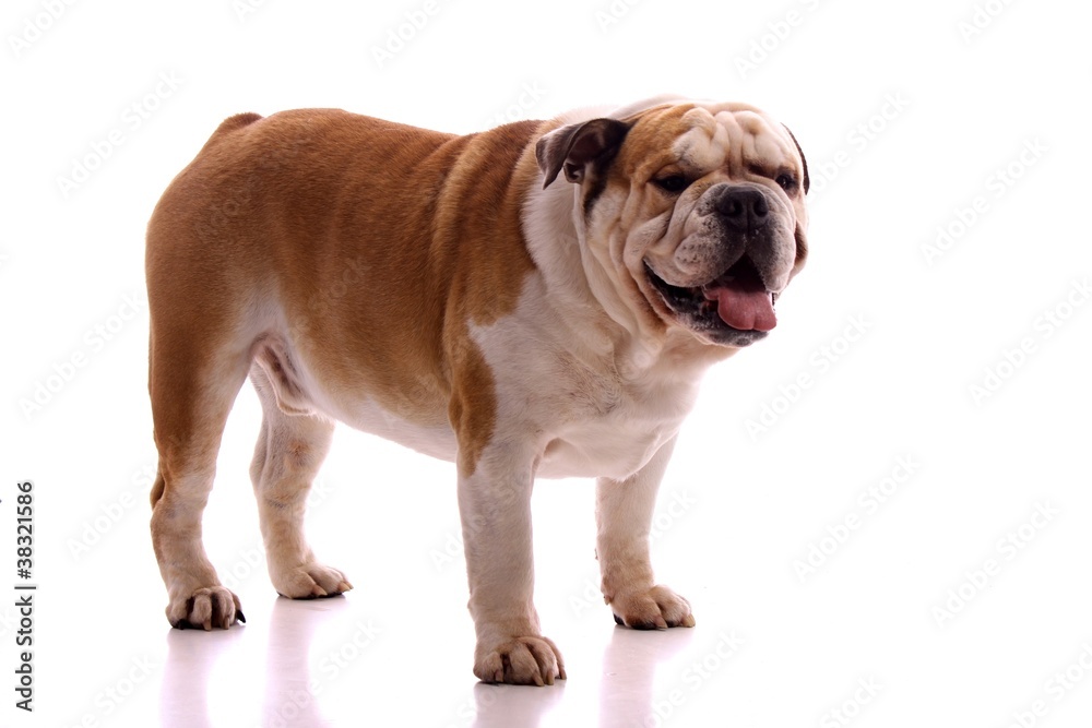 Hund englische Bulldogge stehend