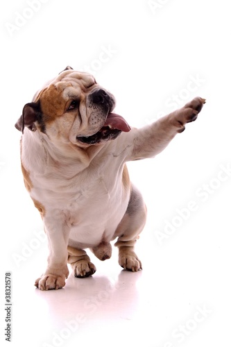 Hund englische Bulldogge zwinkert und zeigt mit Pfote