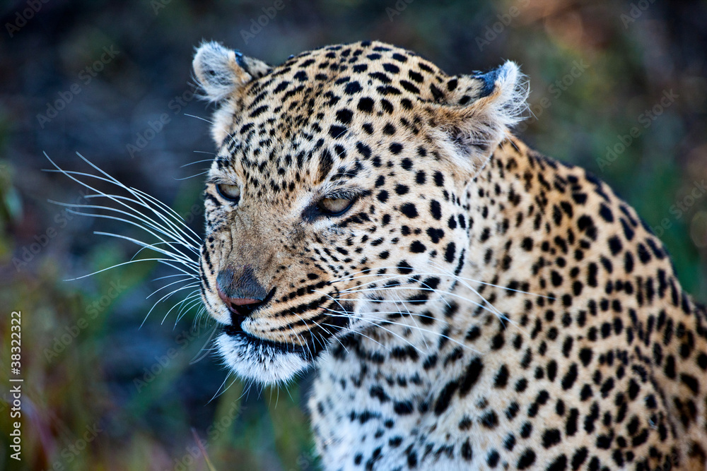 Leopard (Panthera pardus) in the Okavango Delta, Botswana Leopard (Panthera pardus) in the Okavango Delta, Botswana
