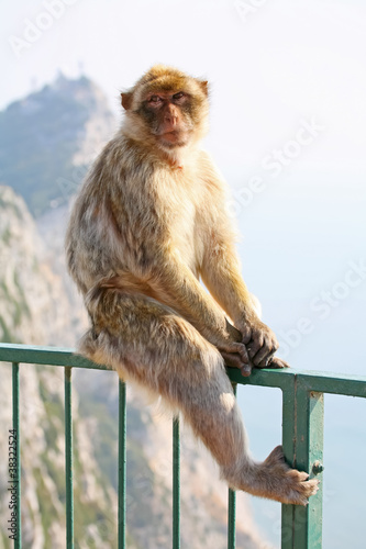 Monkey posing on the fence © Goran Jakus