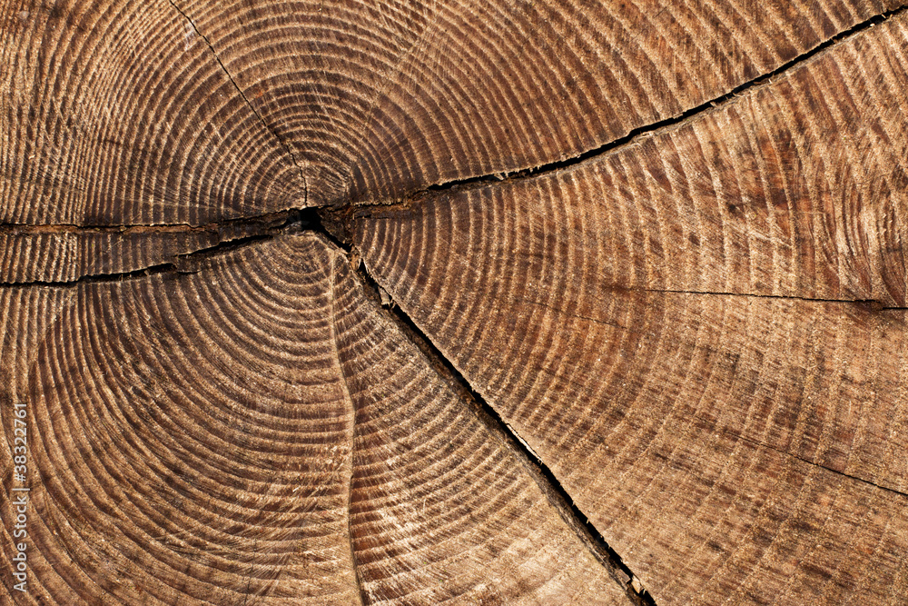 Fototapeta premium Querschnitt Baumstamm