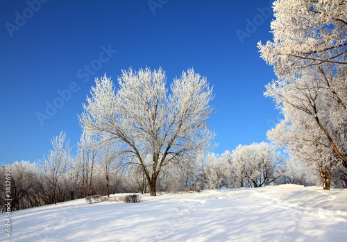 snow winter park under blue sky