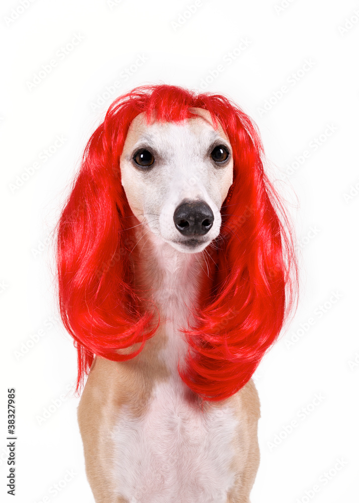 Hund mit roter Perücke Stock-Foto | Adobe Stock