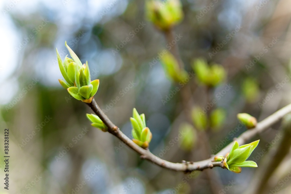 The first spring gentle leaves, buds and branches macro backgrou The first spring gentle leaves, buds and branches macro backgrou