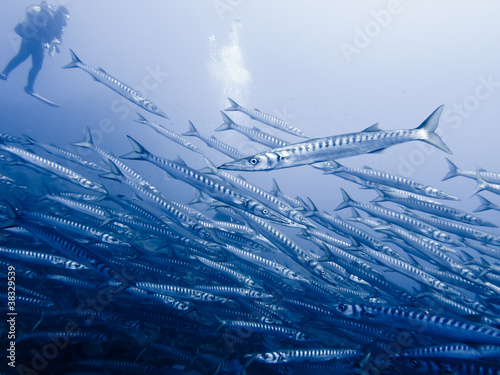 Big School of Barracudas with Scuba Diver II