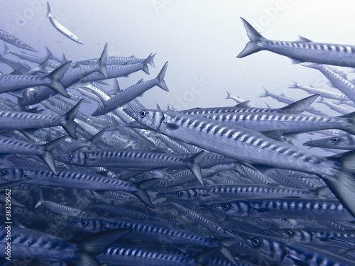 Large School of Barracudas, Ustica II