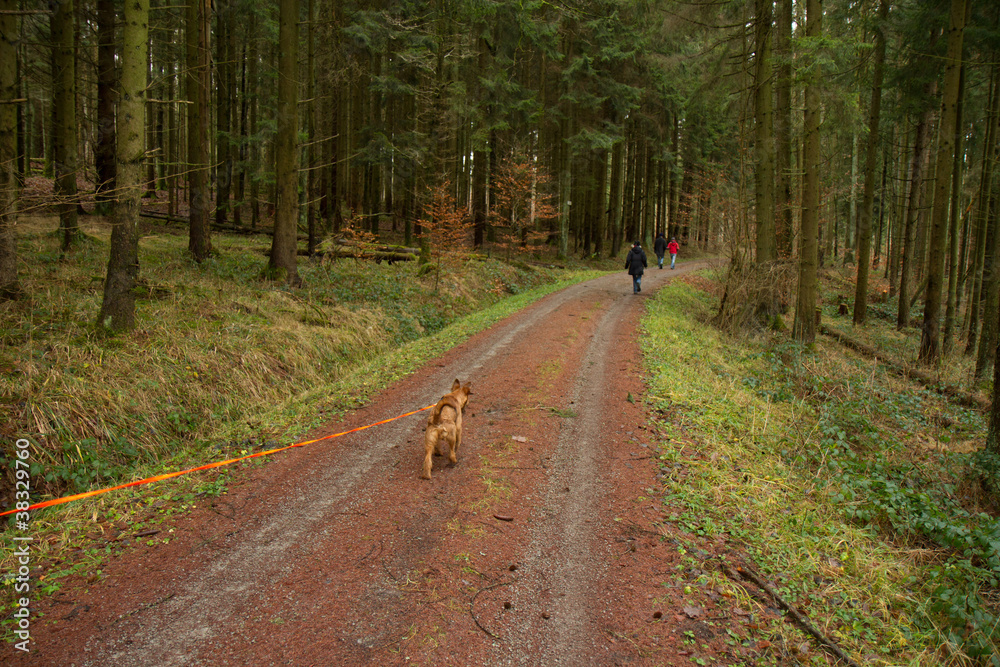 Fototapeta premium irish terrier walking in the forest