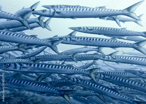 Large School of Barracudas, Ustica III