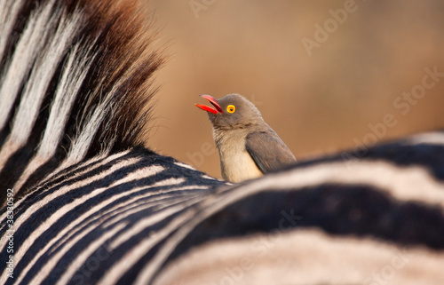 Redbilled-oxpecker sitting on zebra's back photo