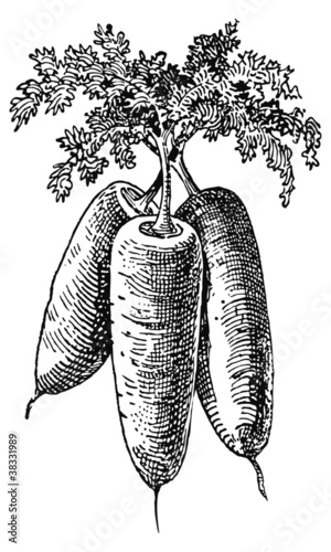 Trois carottes