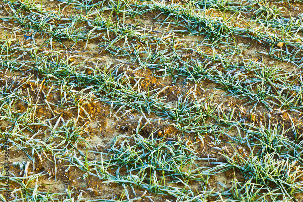frozen grass at the meadow frozen grass at the meadow