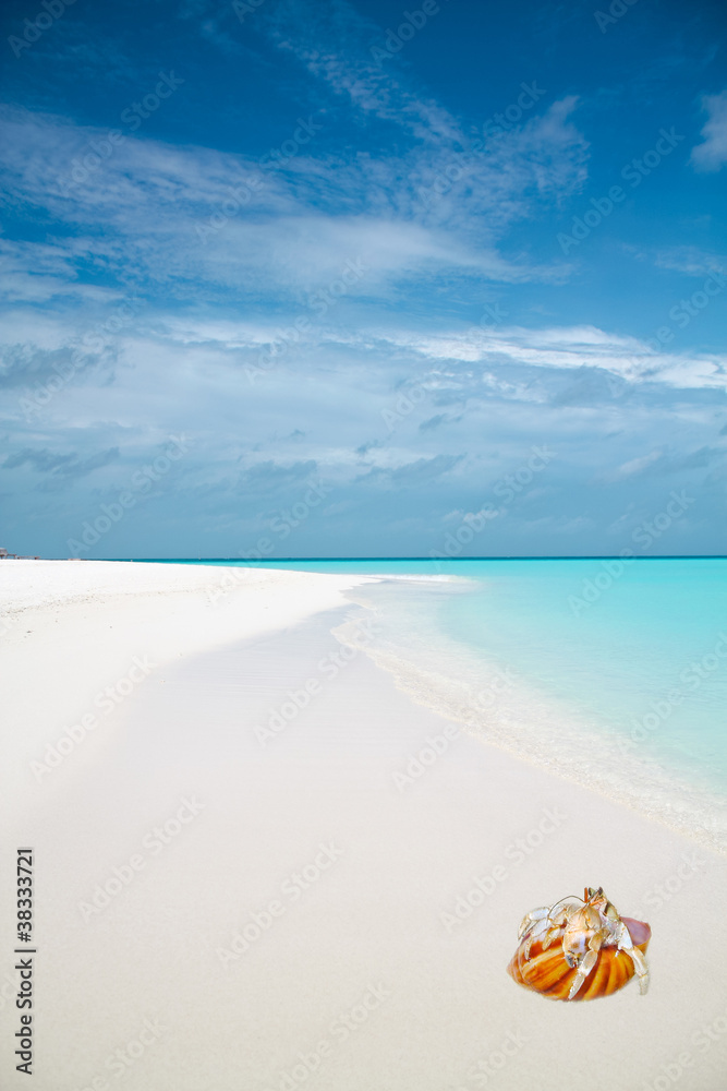 Beautiful tropical sandy beach with blue ocean, white sand and shellfish Beautiful tropical sandy beach with blue ocean, white sand and shellfish