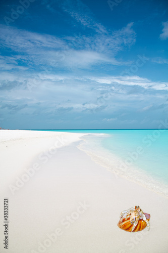 Fototapeta Naklejka Na Ścianę i Meble -  Beautiful tropical sandy beach with  blue ocean, white sand and shellfish