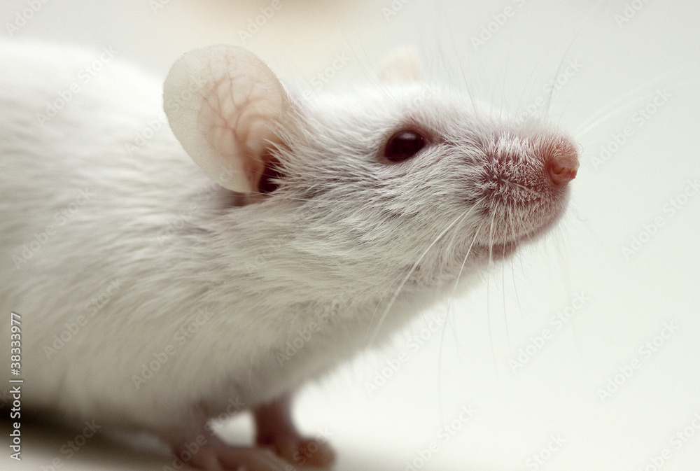 Mouse Mouse