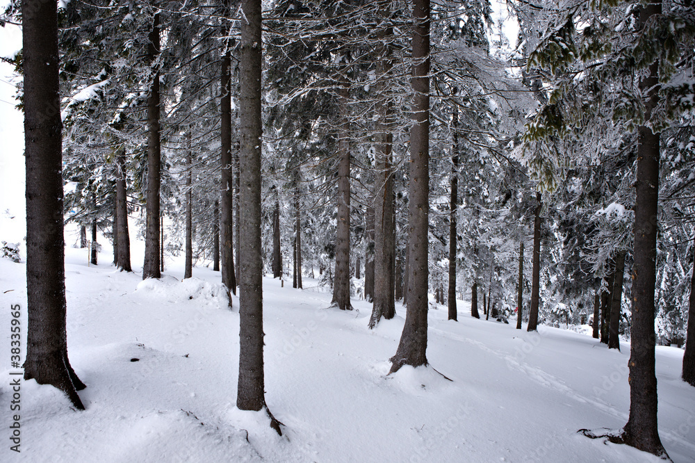 forest in winter