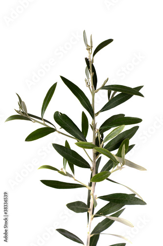 isolated olive tree branch