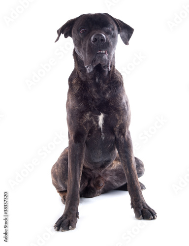 chien Cane Corso mâle de 1 an