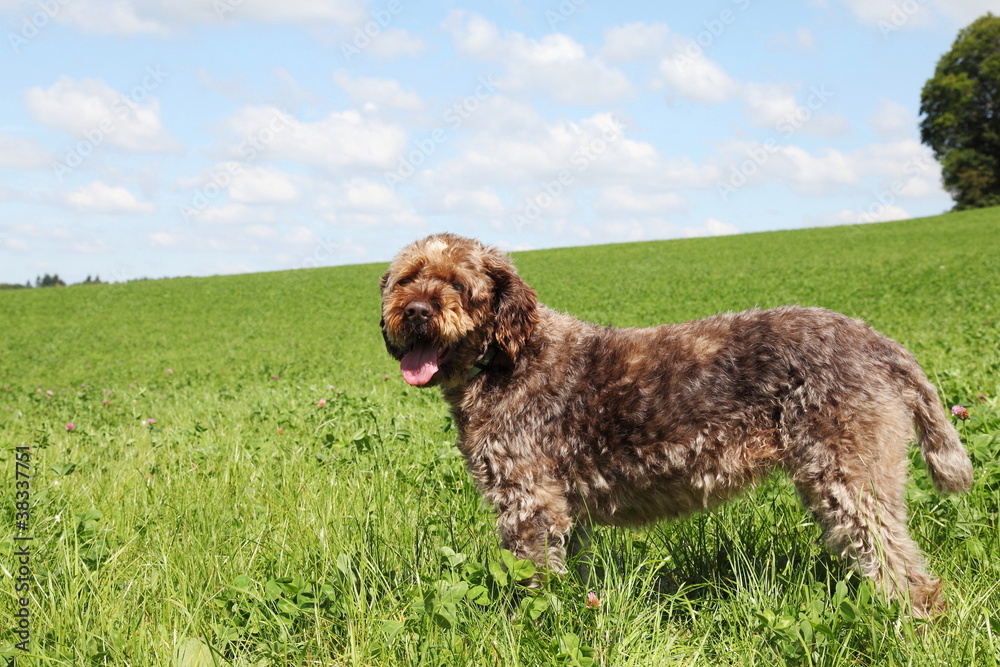 Korthals Or Wire-Haired Pointing Griffon Dog