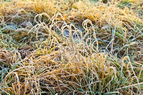 frozen grass at the meadow