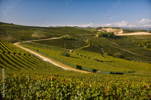 Vigne delle Langhe