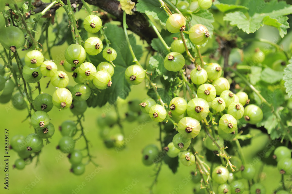 Green Currants Growing on Shrub Green Currants Growing on Shrub
