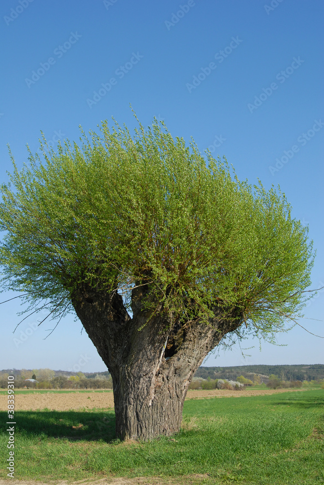 Naklejka premium Old willow , tree growing in the field