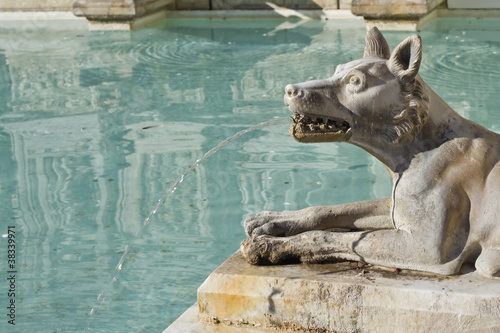 Fotografie Lupo nella Fonte Gaia a Siena