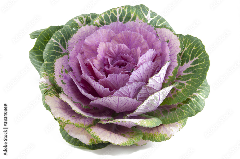 Ornamental cabbage