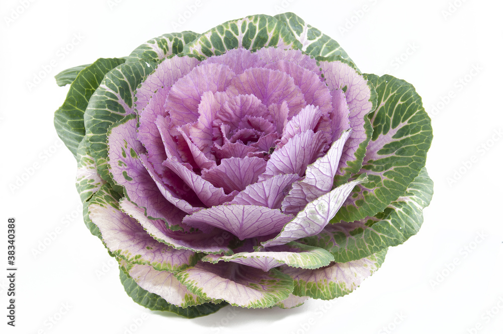 Ornamental cabbage