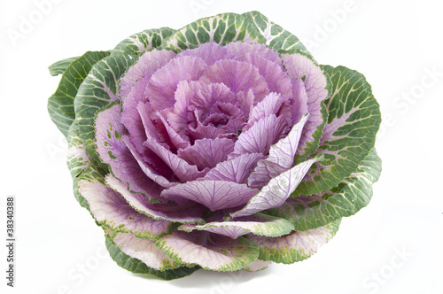 Obraz na płótnie Ornamental cabbage w salonie
