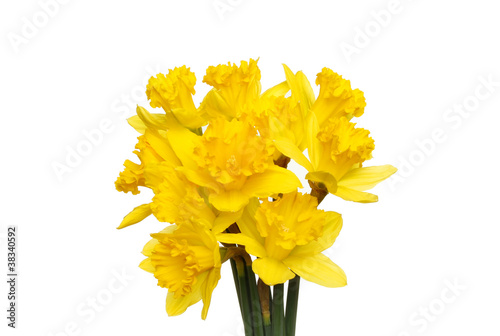 Fototapeta Naklejka Na Ścianę i Meble -  Bunch of daffodils